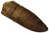 Fossil Sauropod Dinosaur (Titanosaur) Tooth - Morocco #298492-1